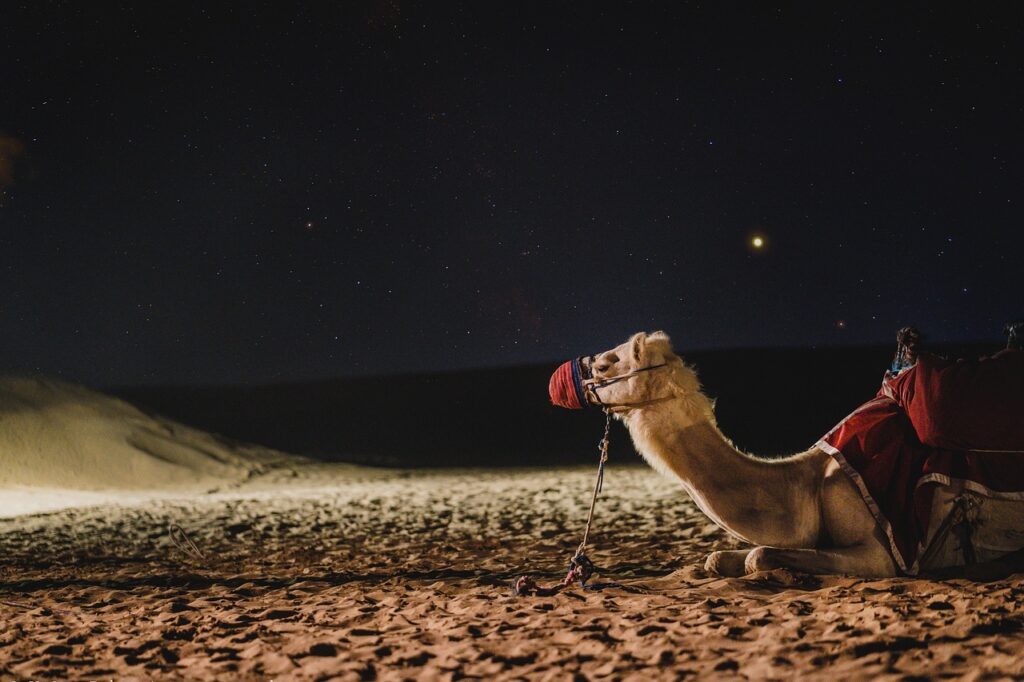 Un cammello nel deserto in Marocco sotto le stelle